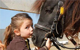 Equine & Animal Assistance